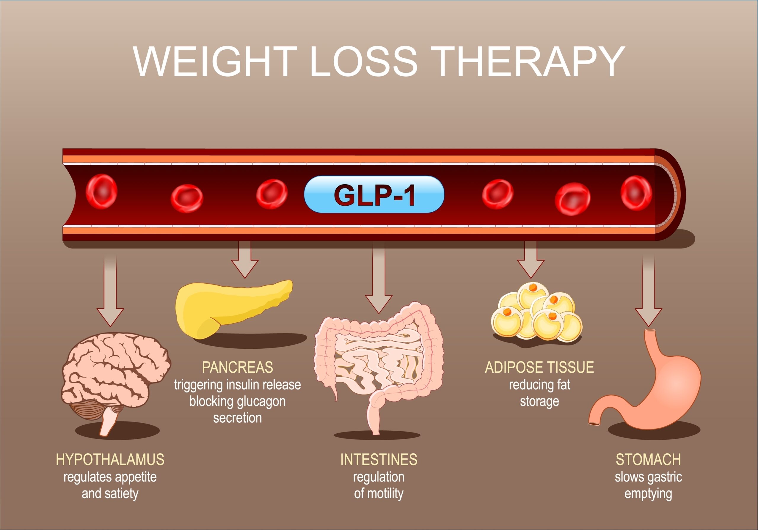 How Weight Loss Peptides (GLP-1 Shots) Work